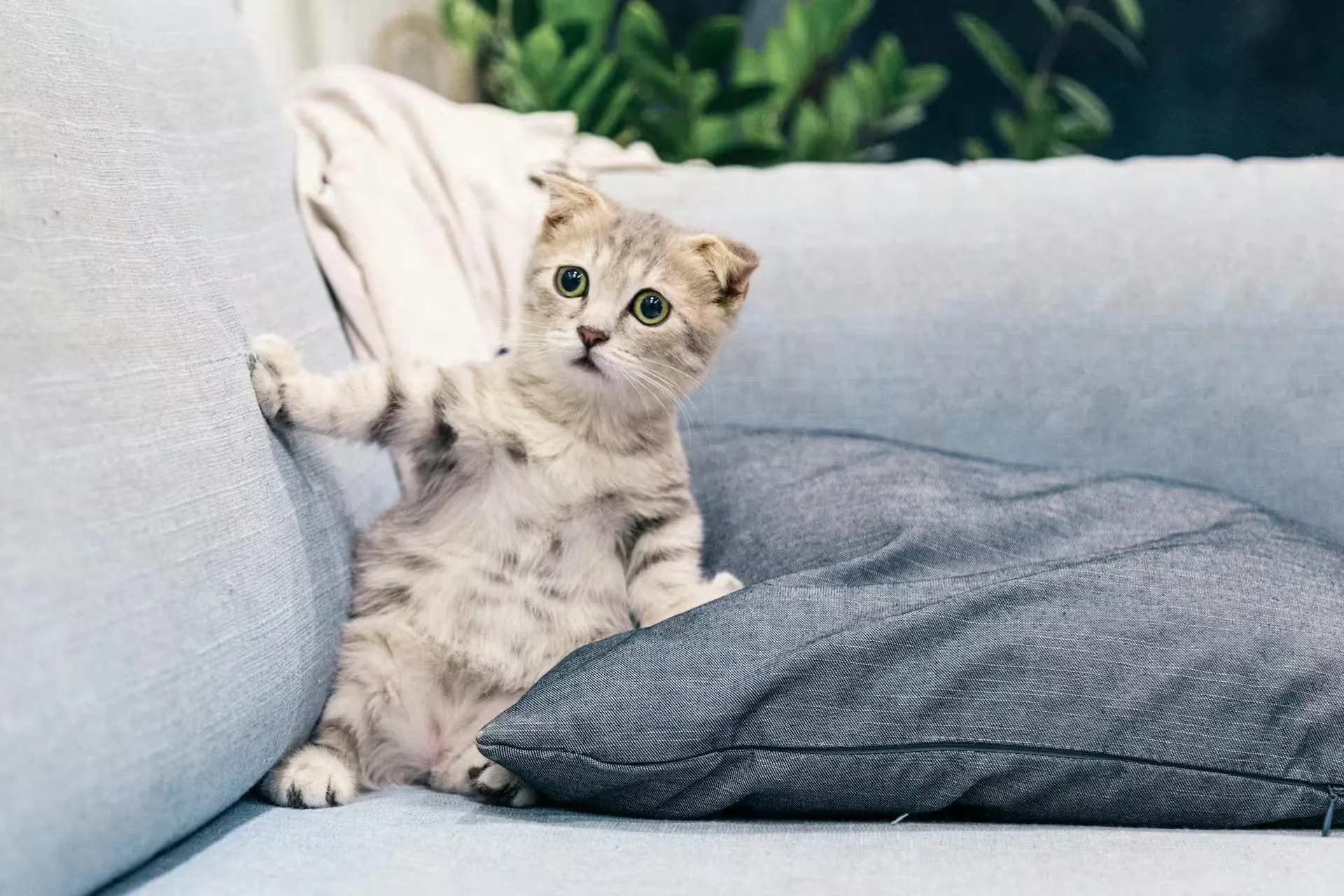 Gato cayendo de pie en el aire, demostrando el reflejo de enderezamiento felino